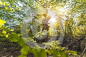 Scenic forest, with the sun casting its warm light through the foliage. Reinhardswald - germany