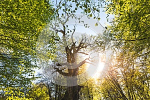 Scenic forest, with the sun casting its warm light through the foliage. Reinhardswald - germany