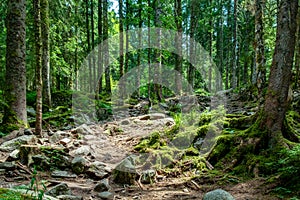 scenic forest in the Vosges region in France on the way to Hoheneck mountain in the forest