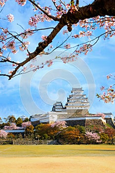 Scenic full bloom cherry blossom at Himeji castle in Hyogo, Japan