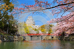 Scenic full bloom cherry blossom at Himeji castle in Hyogo, Japan