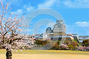 Scenic full bloom cherry blossom at Himeji castle in Hyogo, Japan