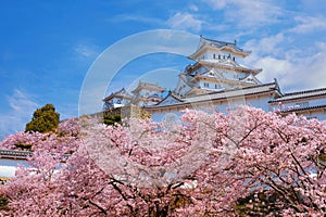 Scenic full bloom cherry blossom at Himeji castle in Hyogo, Japan