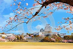 Scenic full bloom cherry blossom at Himeji castle in Hyogo, Japan