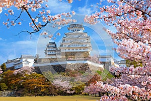 Scenic full bloom cherry blossom at Himeji castle in Hyogo, Japan