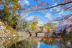 Scenic full bloom cherry blossom at Himeji castle in Hyogo, Japan