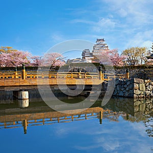 Scenic full bloom cherry blossom at Himeji castle in Hyogo, Japan