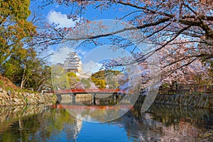 Scenic full bloom cherry blossom at Himeji castle in Hyogo, Japan