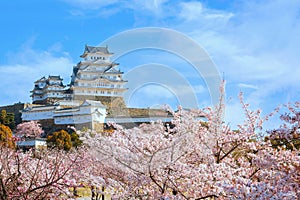 Scenic full bloom cherry blossom at Himeji castle in Hyogo, Japan