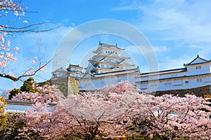 Scenic full bloom cherry blossom at Himeji castle in Hyogo, Japan