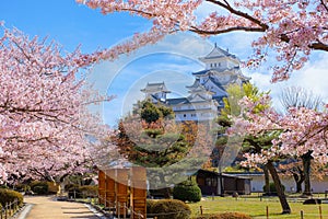 Scenic full bloom cherry blossom at Himeji castle in Hyogo, Japan