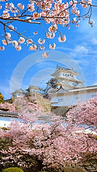 Scenic full bloom cherry blossom at Himeji castle in Hyogo, Japan