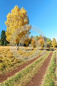 Scenic golden autumn sunny day countryside landscape with two trunk yellow birch tree on forest glade and rustic road under blue s