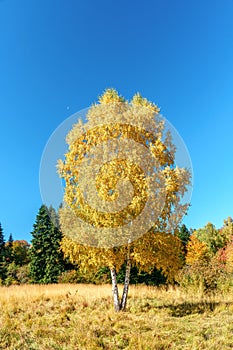 Scenic golden autumn sunny day countryside landscape with two trunk yellow birch tree on forest glade under blue sky. West Caucasu