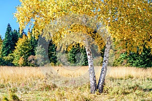 Scenic golden autumn sunny day countryside landscape with two trunk yellow birch tree on forest glade under blue sky. West Caucasu
