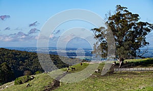 Scenic green countryside with grazing horses against the background of the valley