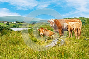 Scenic green landscape with cows and vivid blue sky and lake