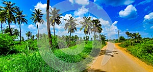 Scenic green paddy fields against the backdrop of coconut trees , Tadepalligudem, Andhrapradesh, India