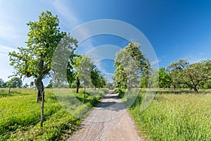 Scenic hiking trail through green meadows in rural landscape in spring