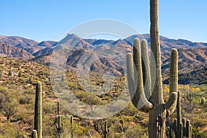 Scenic and historic mountain view at Apache trail Arizona, cactus landscape red rock formations