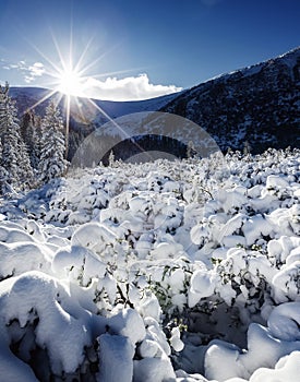 Scenic image of fairy-tale woodland. Location Carpathian, Ukraine, Europe