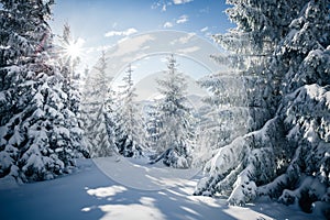 Scenic image of frozen fir trees. Location Carpathian mountains, Ukraine, Europe