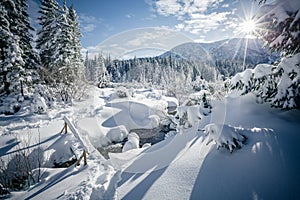 Scenic image of frozen fir trees. Location Carpathian mountains, Ukraine, Europe