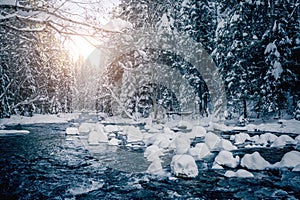 Scenic image of frozen fir trees. Location Carpathian, Ukraine Europe
