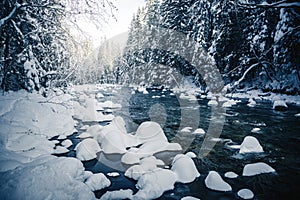 Scenic image of frozen fir trees. Location Carpathian, Ukraine Europe