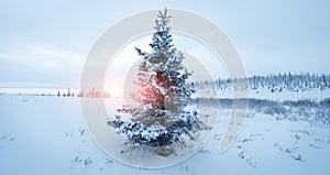 Scenic image of spruces tree. Frosty day, calm wintry scene