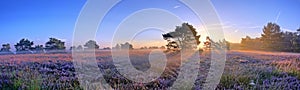 Scenic image of sunrise over blooming pink moorland