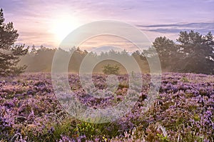 Scenic image of sunrise over blooming pink moorland