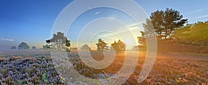 Scenic image of sunrise over blooming pink moorland