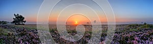 Scenic image of sunrise over blooming pink moorland