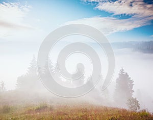 Scenic image of the wilderness area. Location Carpathian national park, Ukraine, Europe