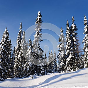 Scenic instagram of trees covered in snow in winter