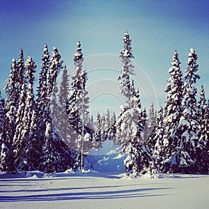 Scenic instagram of trees covered in snow in winter