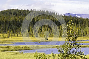 Scenic lake and pine forest