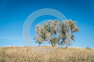 Scenic landmark view of a lonely tree on a hill with dry grass in autumn under the clear blue sky