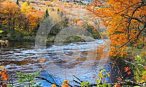 Scenic landscape with autumn tree and running water in Jacques-Cartier National Park, Quebec.