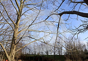 Scenic landscape through the bare branches