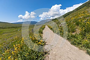 Scenic landscape of Colorado wildflower meadow in the rocky mountains and hiking trail through the meadow