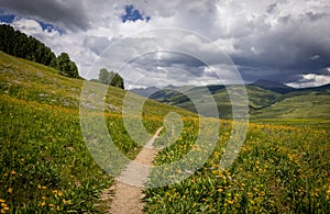 Scenic landscape of Colorado wildflower meadow in the rocky mountains and hiking trail through the meadow