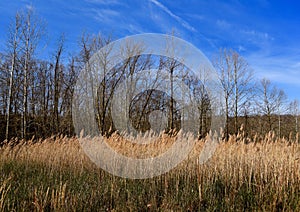 Scenic landscape of common reeds in a wetland with a forest in the background.