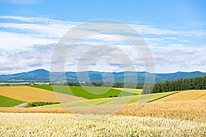 Scenic Landscape of Crop Field in Summer at Biei Patchwork Road, Hokkaido, Japan