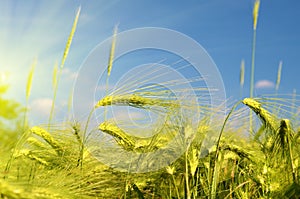 Scenic landscape with ears of barley against the sky in the sunlight in gold tones (harvest, abundance, prosperity, wealth -