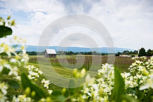 Scenic Landscape of Elkton, Virginia around Shenandoah National