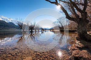 Scenic landscape of famous willow trees in Glenorchy, New Zealand