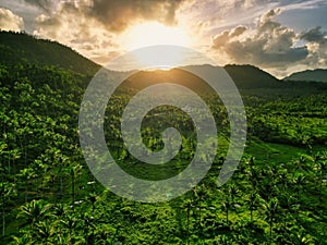 Scenic landscape featuring lush green grass and trees on a hillside at sunset.