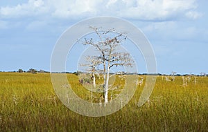 Scenic landscape Florida Everglades